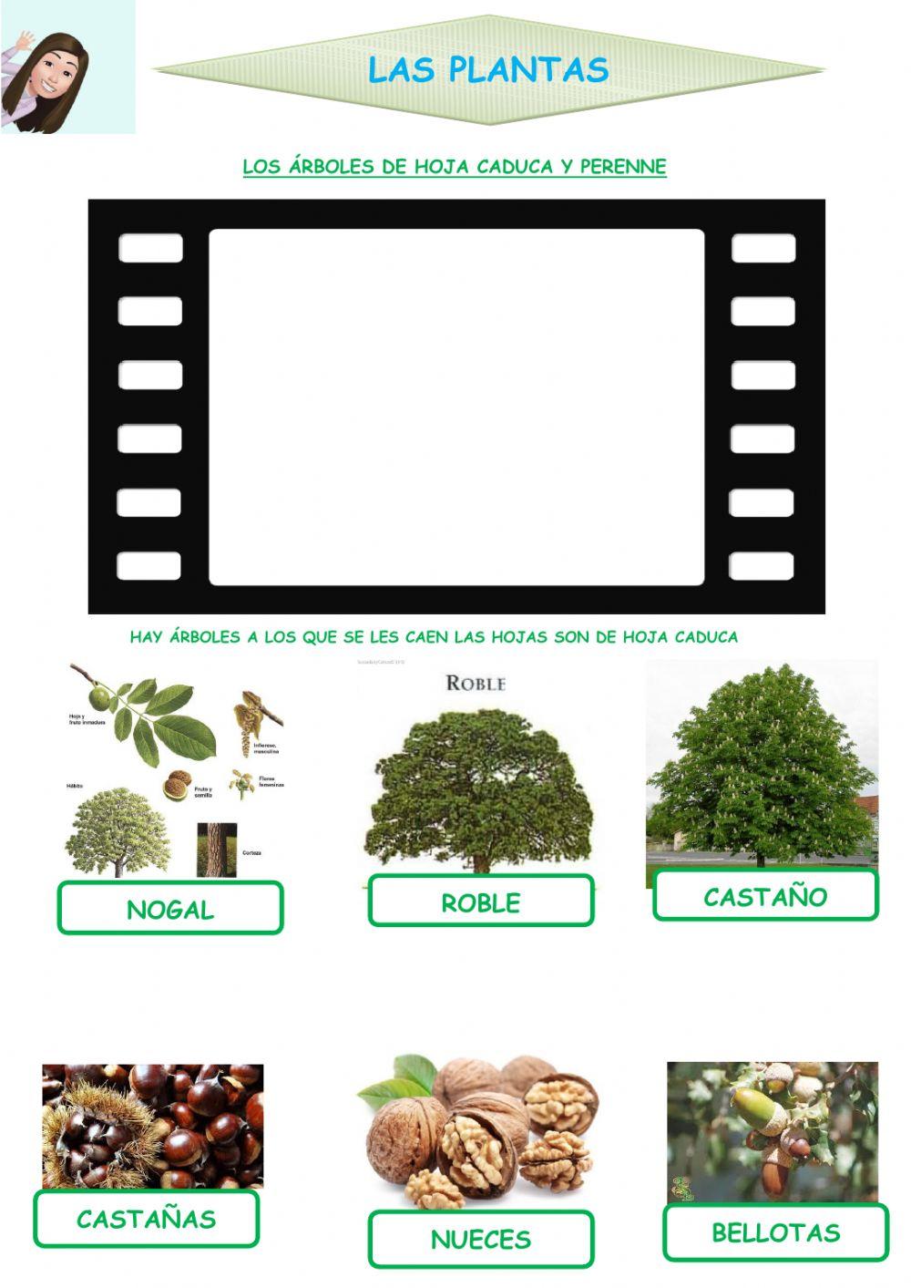 Las plantas. Los árboles