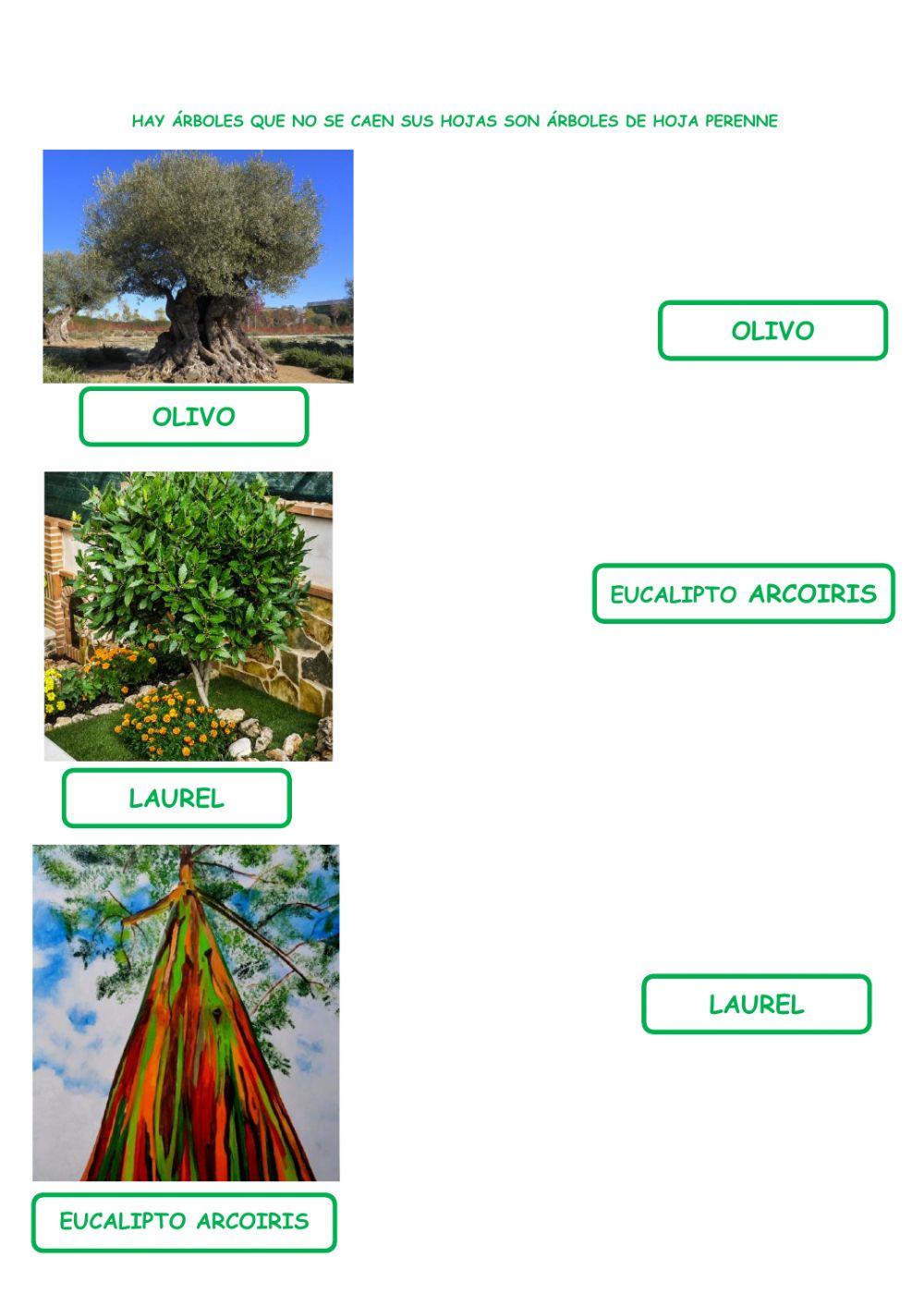 Las plantas. Los árboles