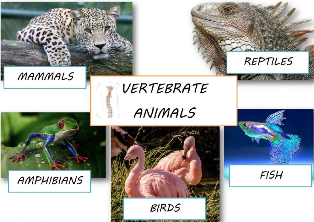 Vertebrate animals poster Vertebrate animals poster