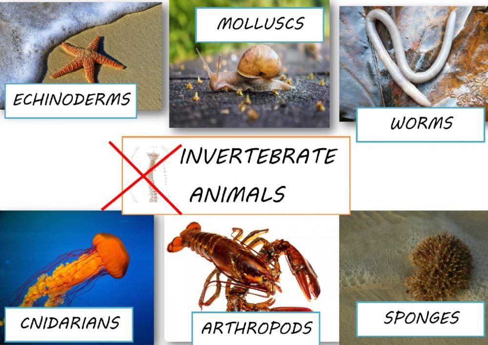 Invertebrate animals