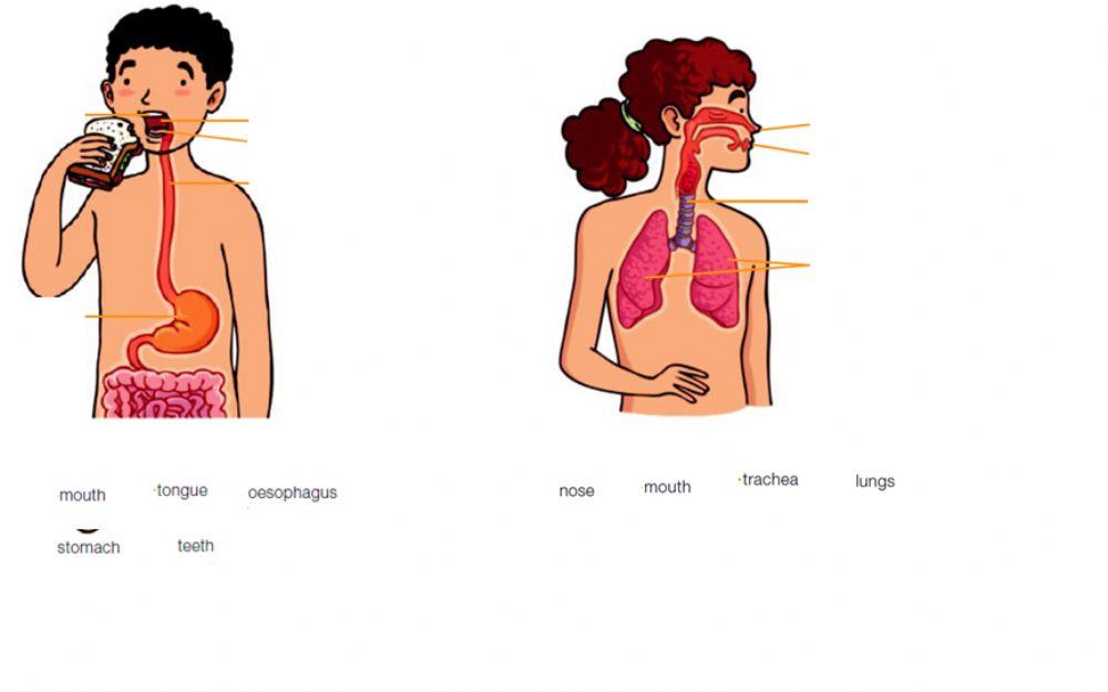 Respiratory and digestive system