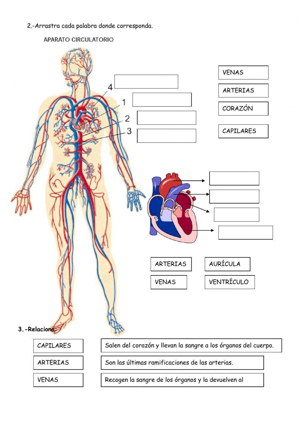 El aparato circulatorio