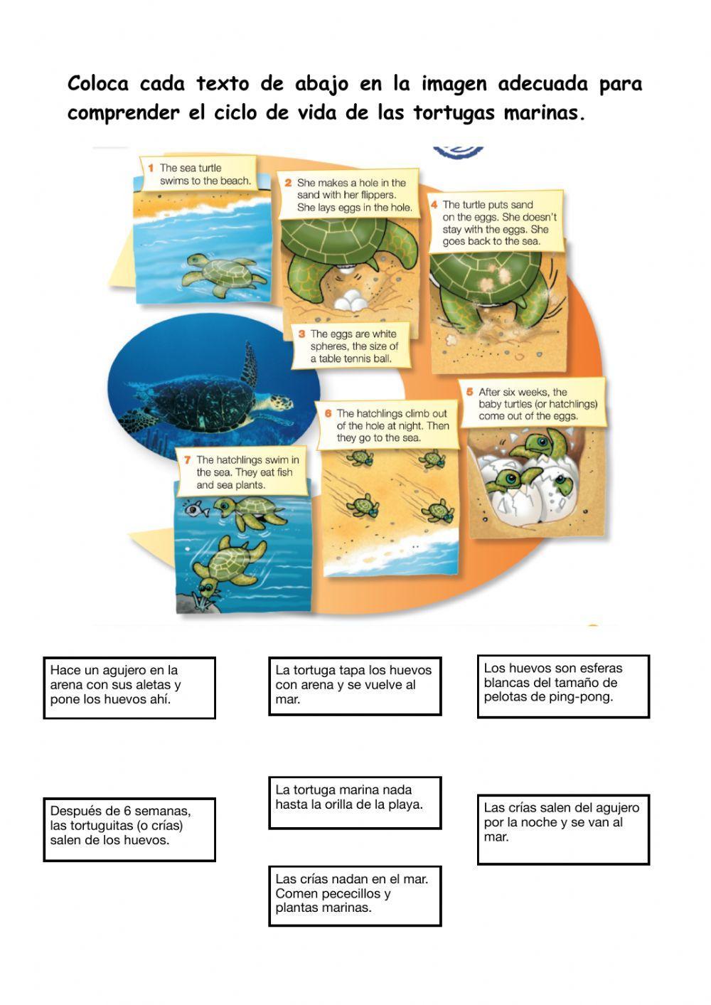 Sea turtles sequence