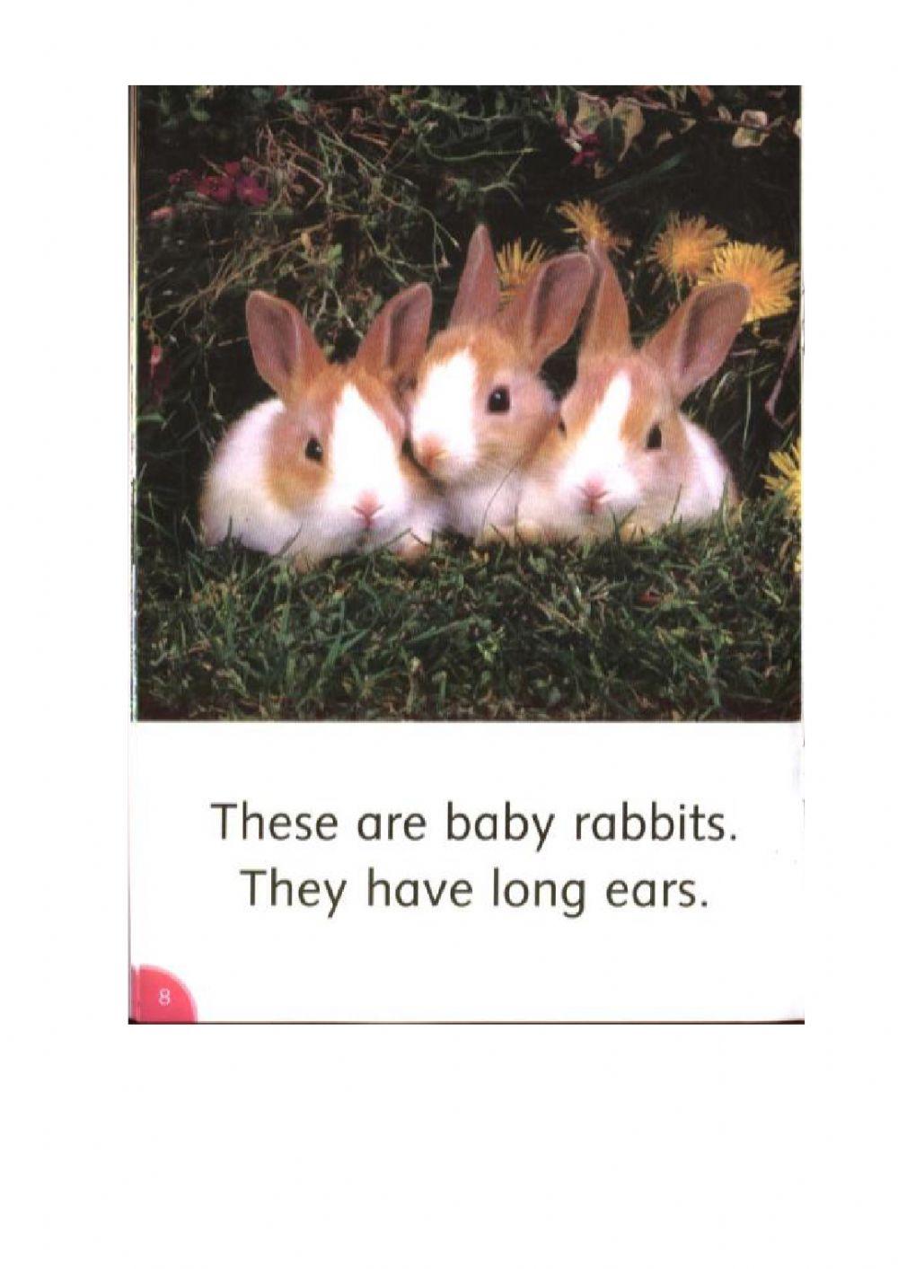 Text: Baby animals (p.9)