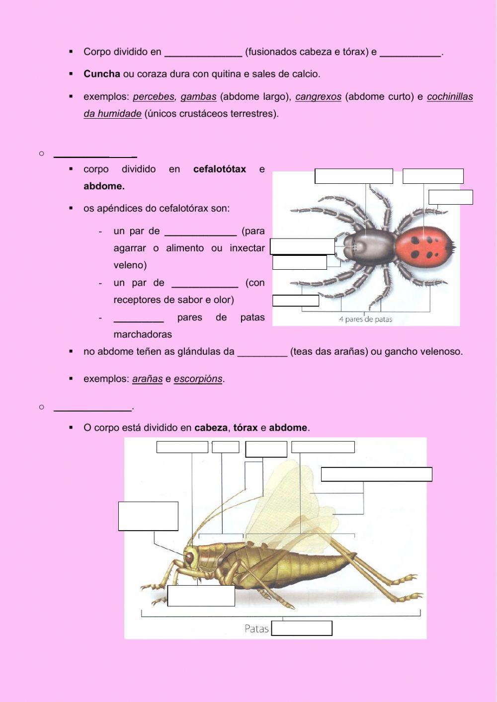 Invertebrados: artrópodos e equinodermos