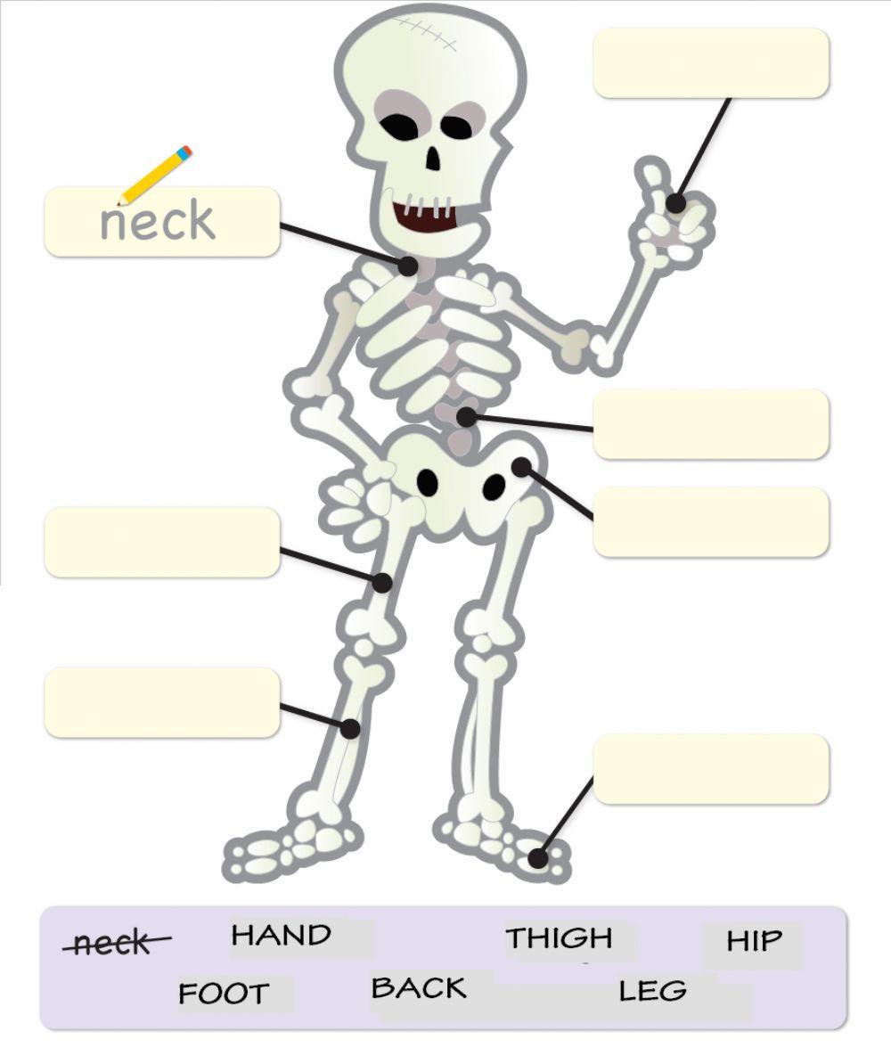Skeleton