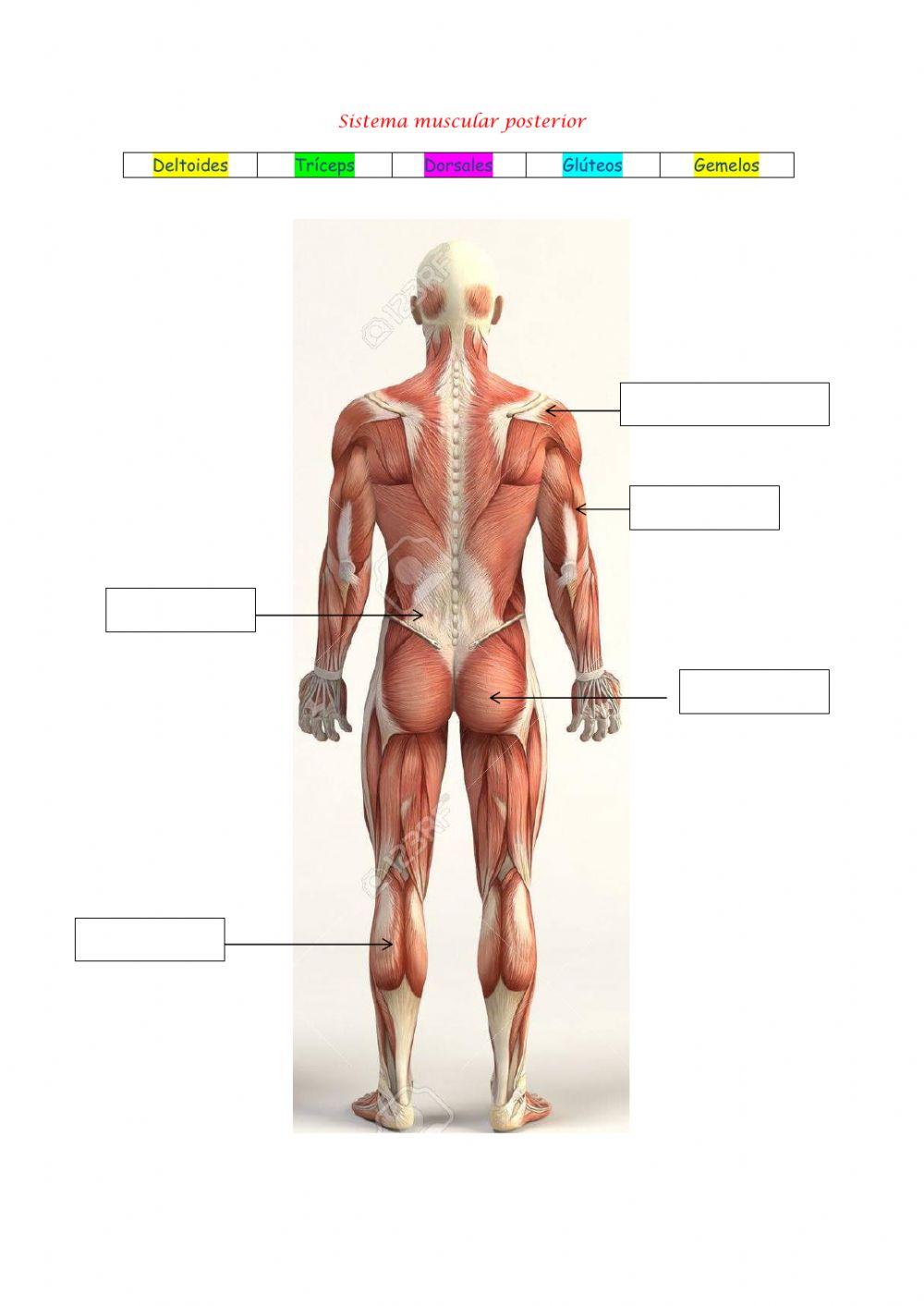 Principales músculos del cuerpo humano