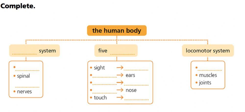 The human body