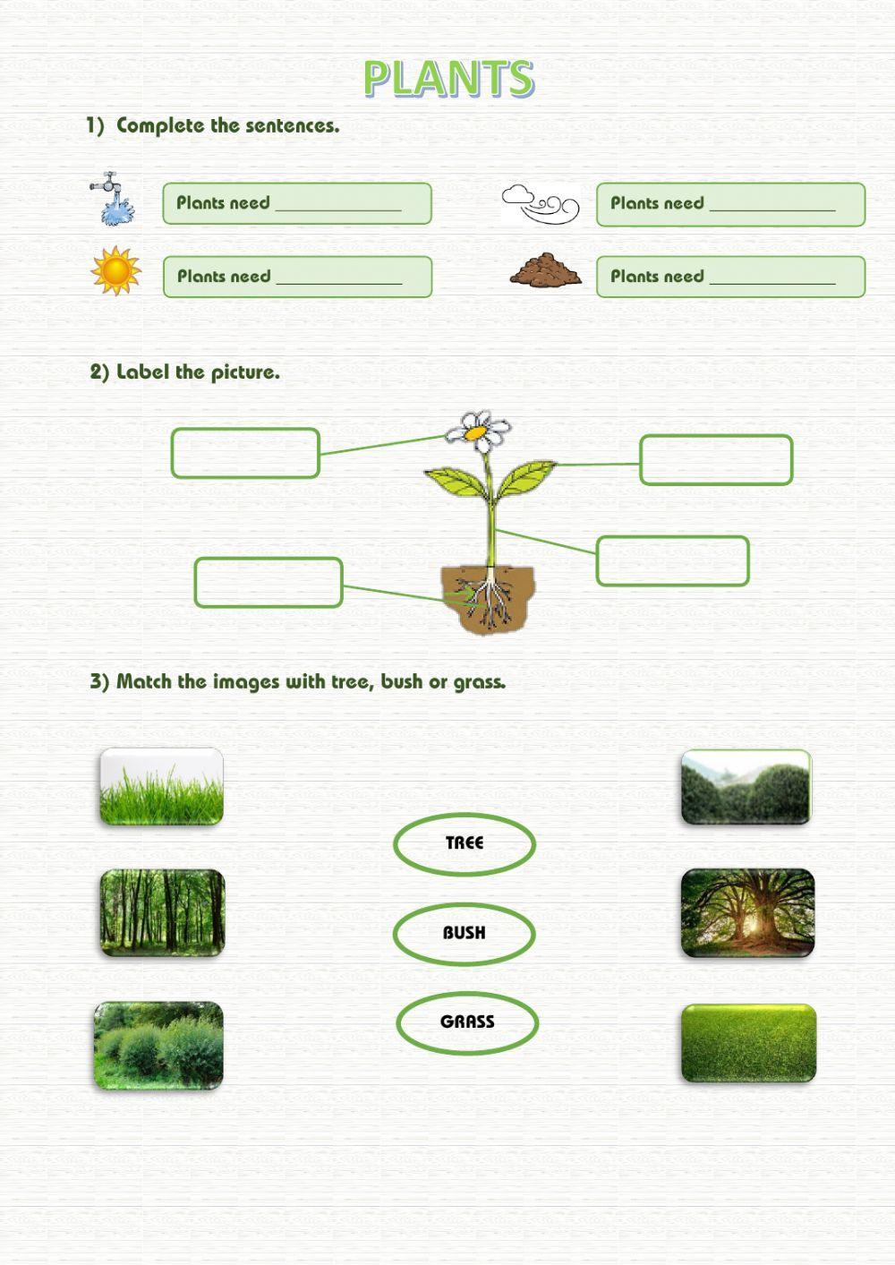 Plants Plants