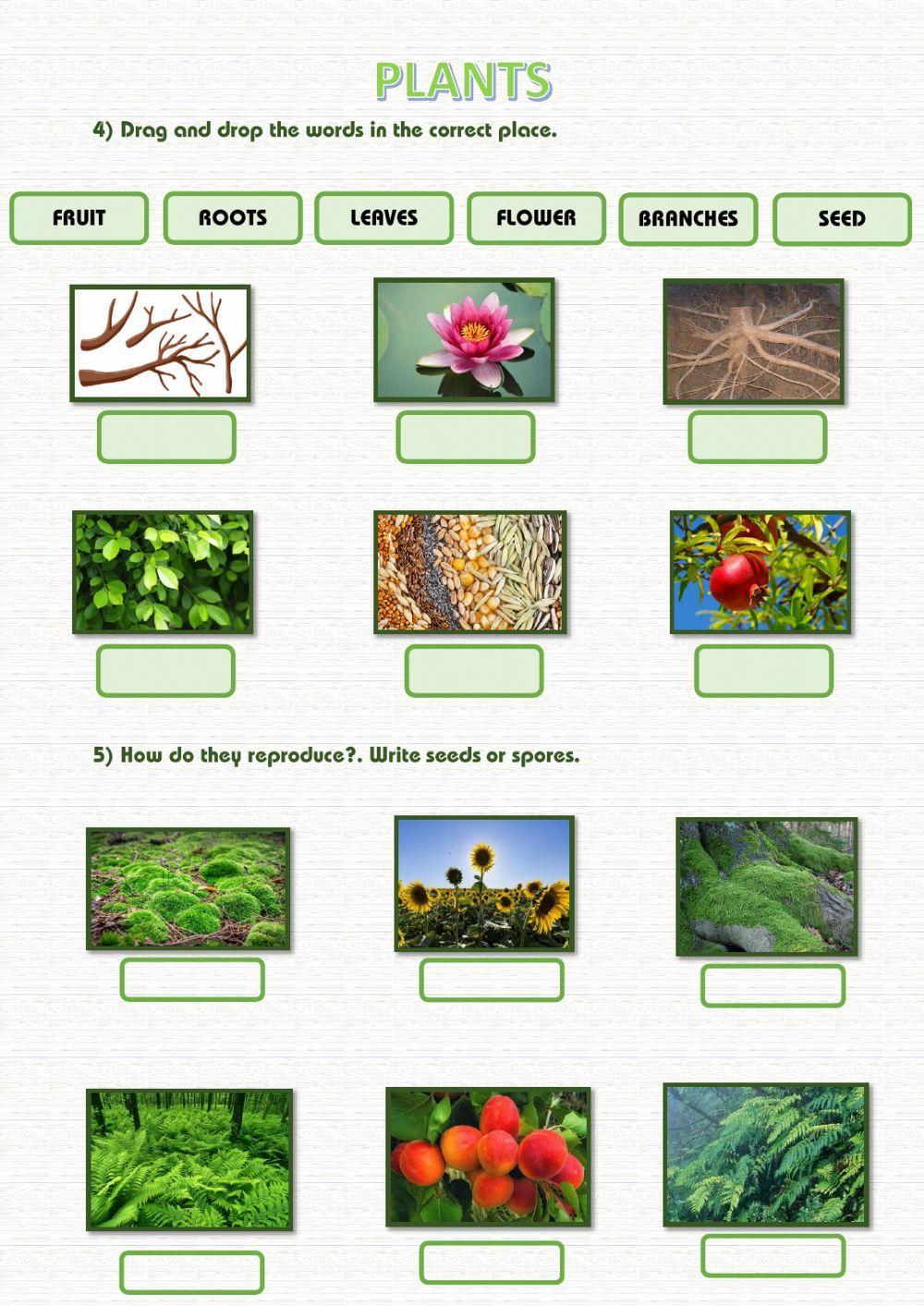 Plants Plants