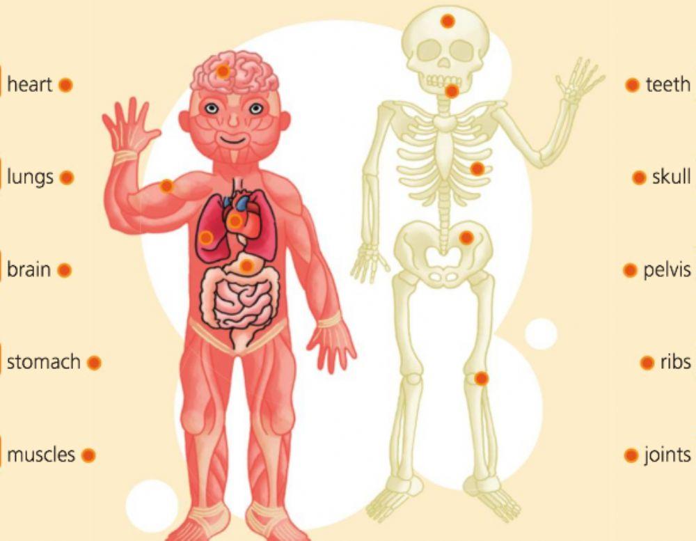 Body parts Body parts