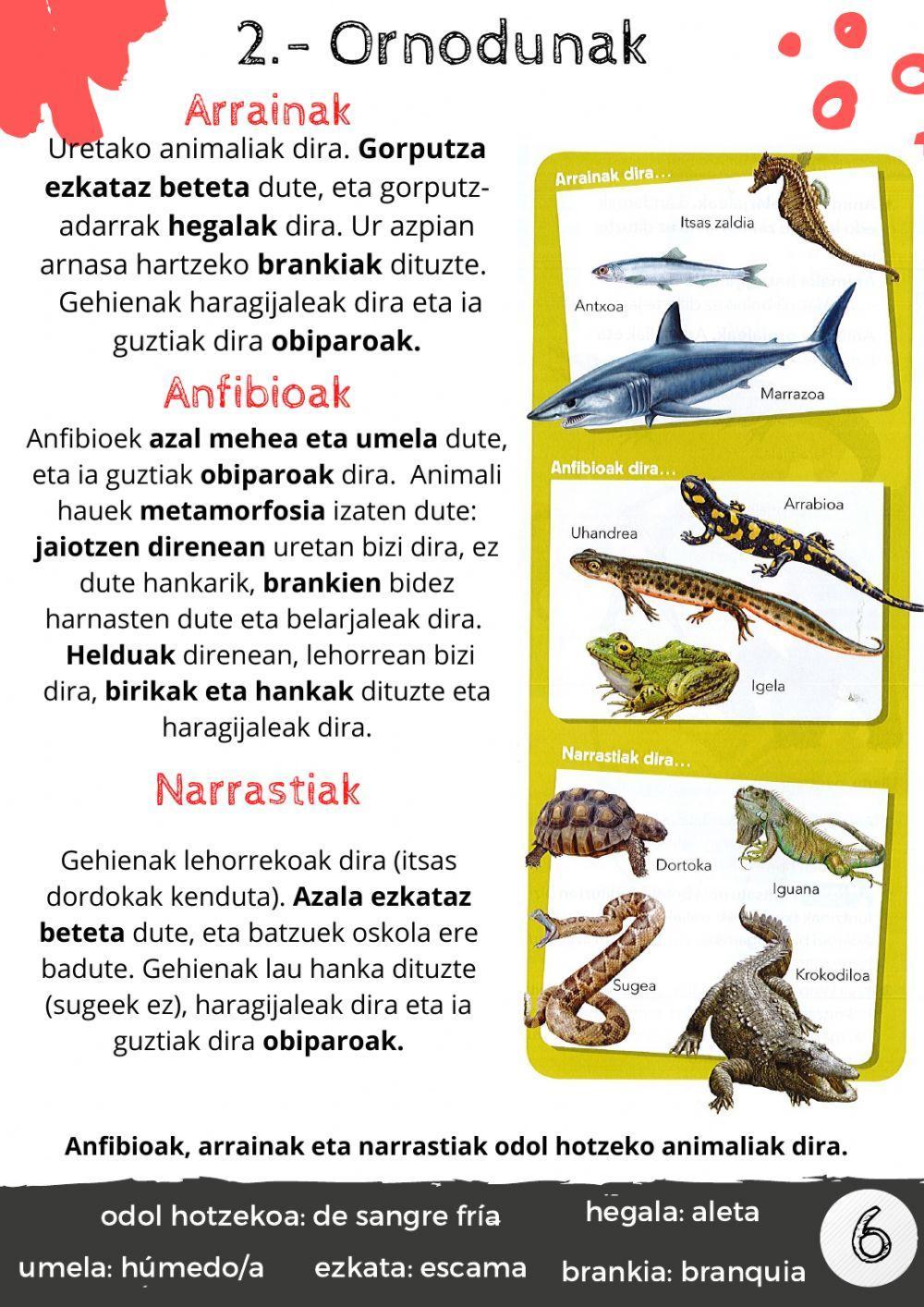 Animalien sailkapena 5