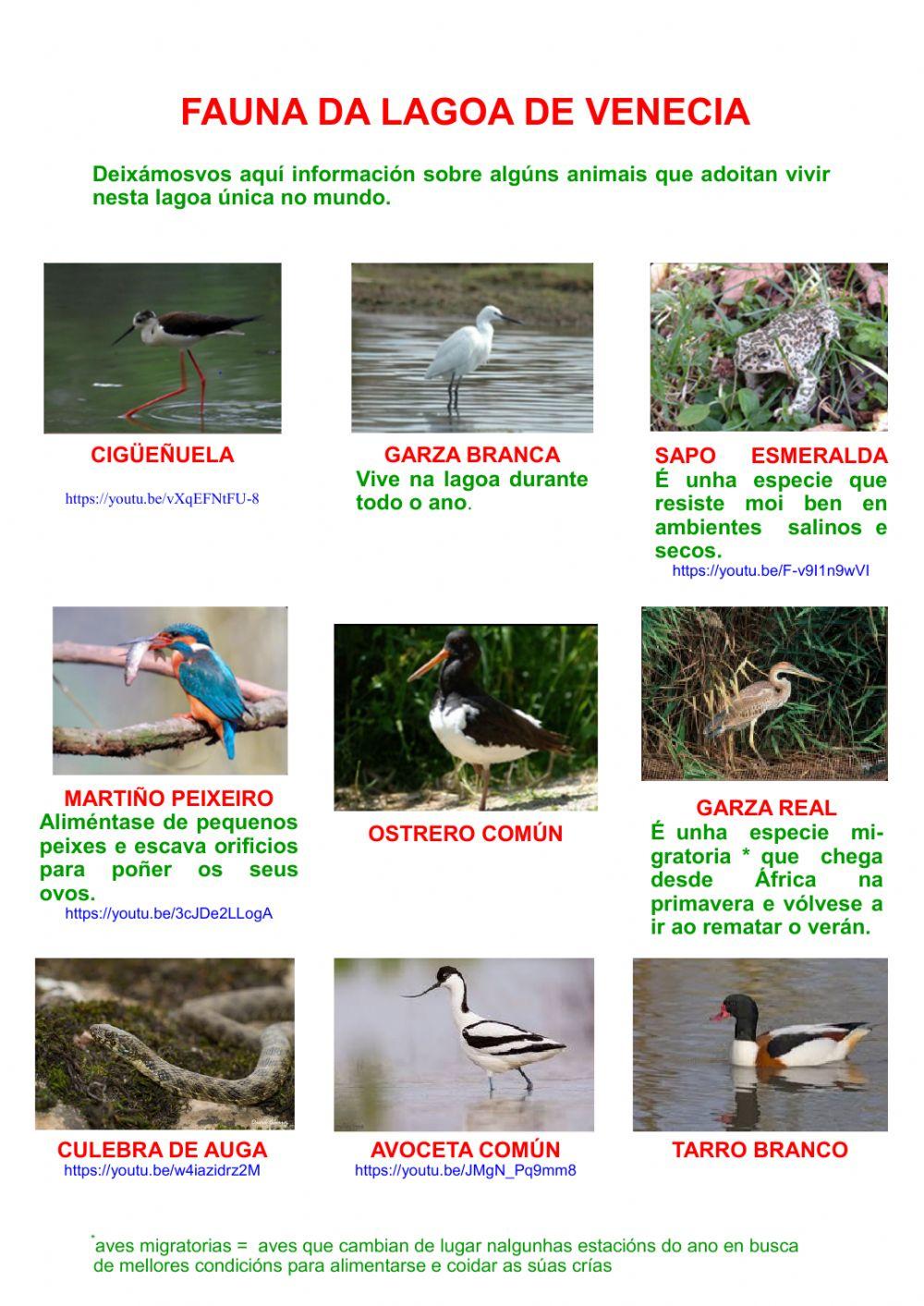 Fauna da lagoa de Venecia