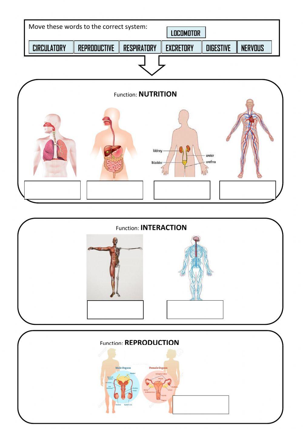 Body System and functions