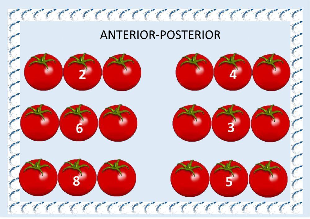 Anterior y posterior