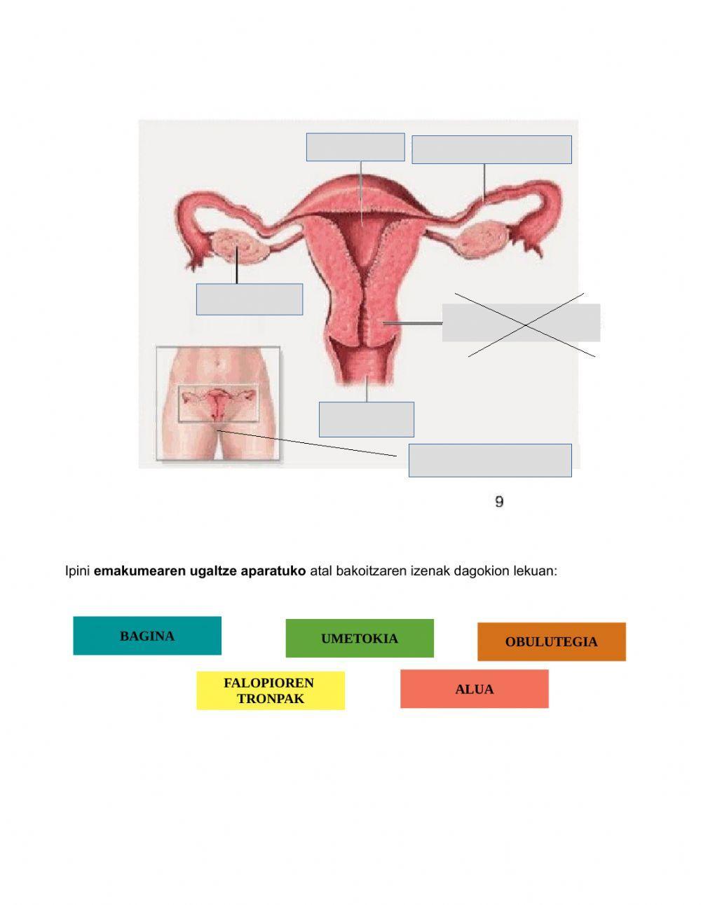 Giza ugalketa aparatuak
