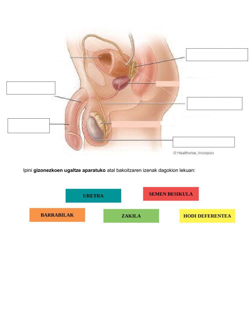 Giza ugalketa aparatuak