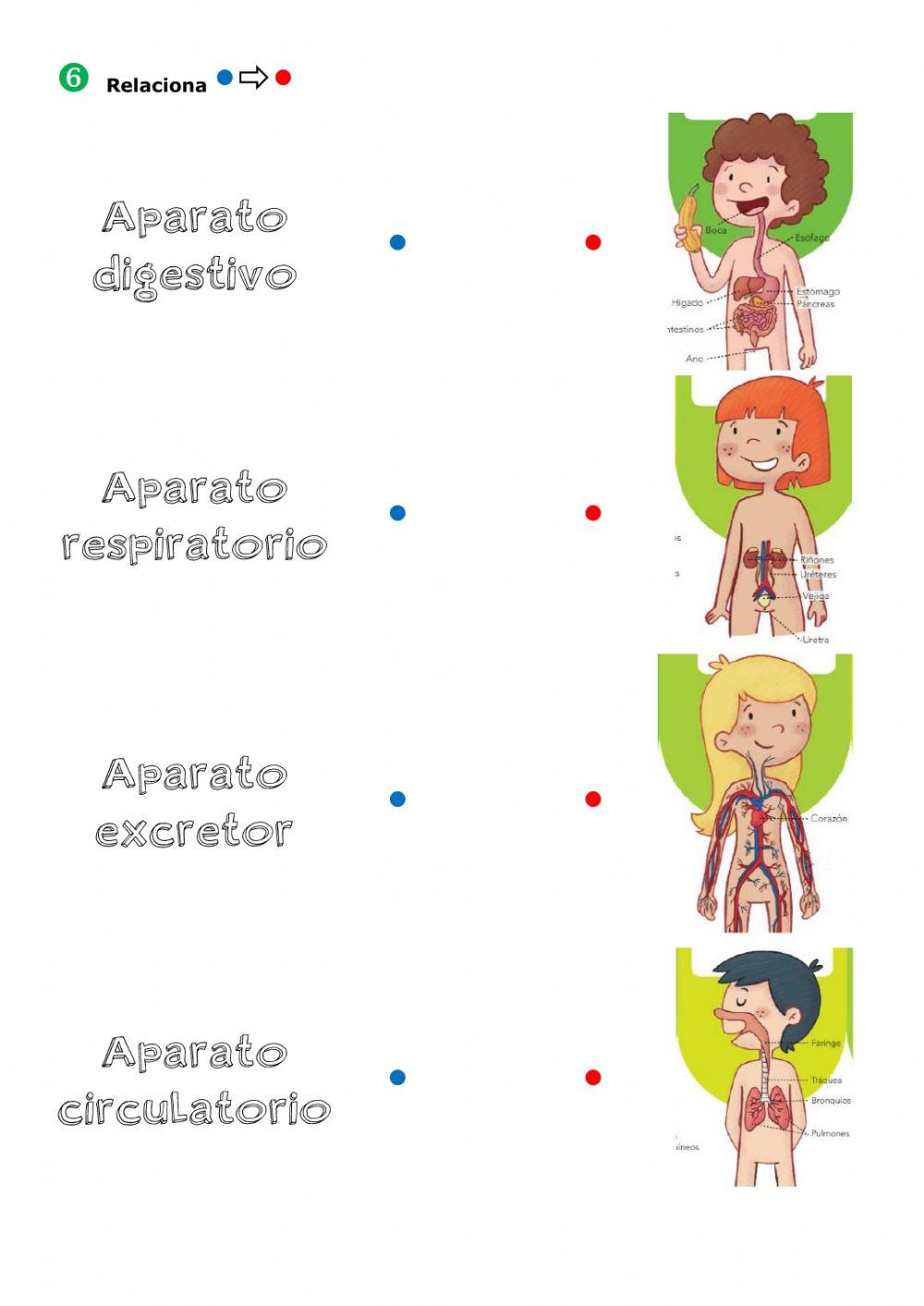 La función de nutrición