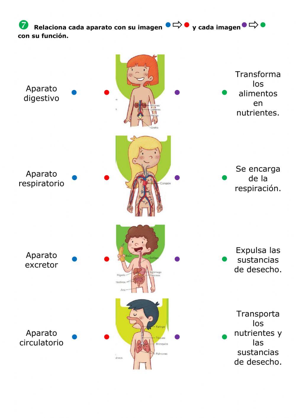 La función de nutrición
