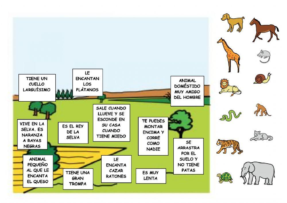Clasificación animales por definición