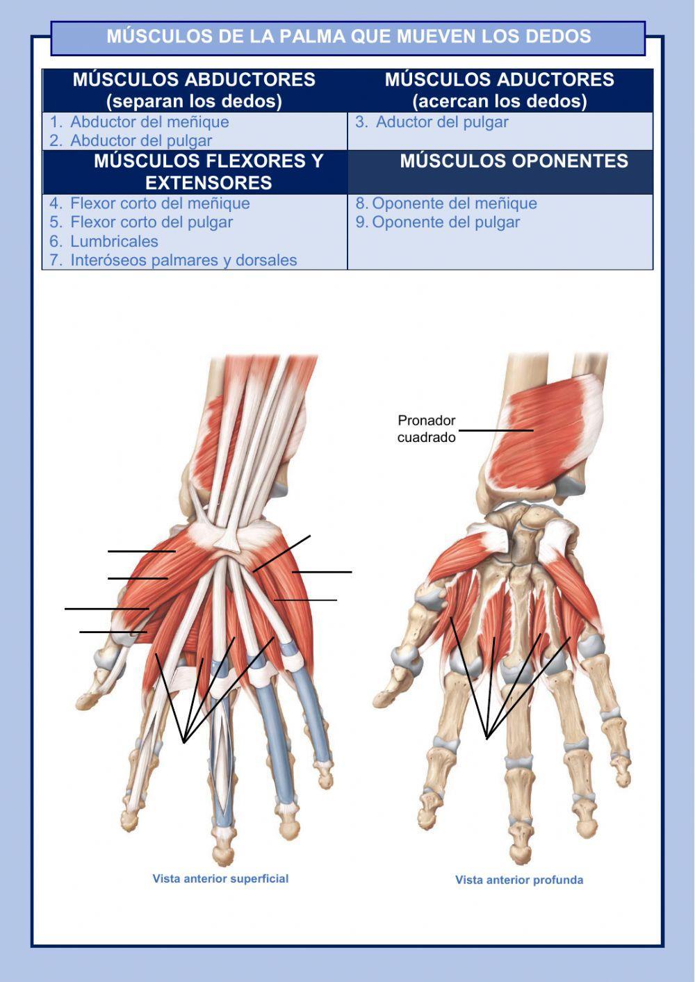 Músculos de las extremidades superiores