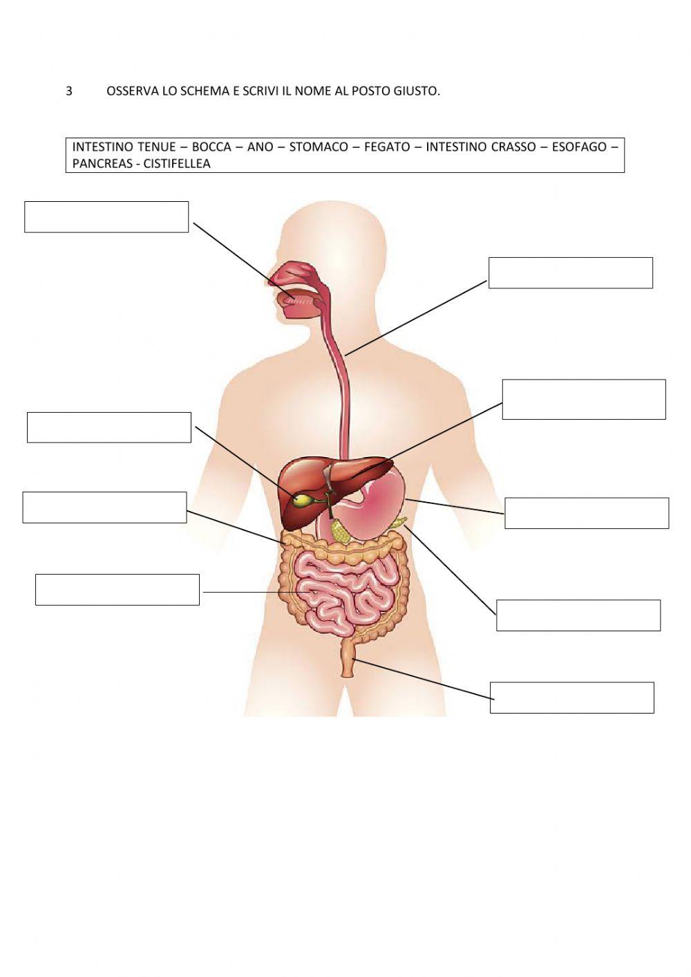 L'apparato digerente