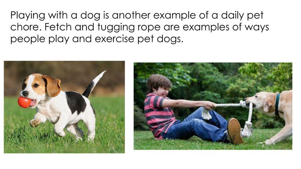 L7 Chores - Pets