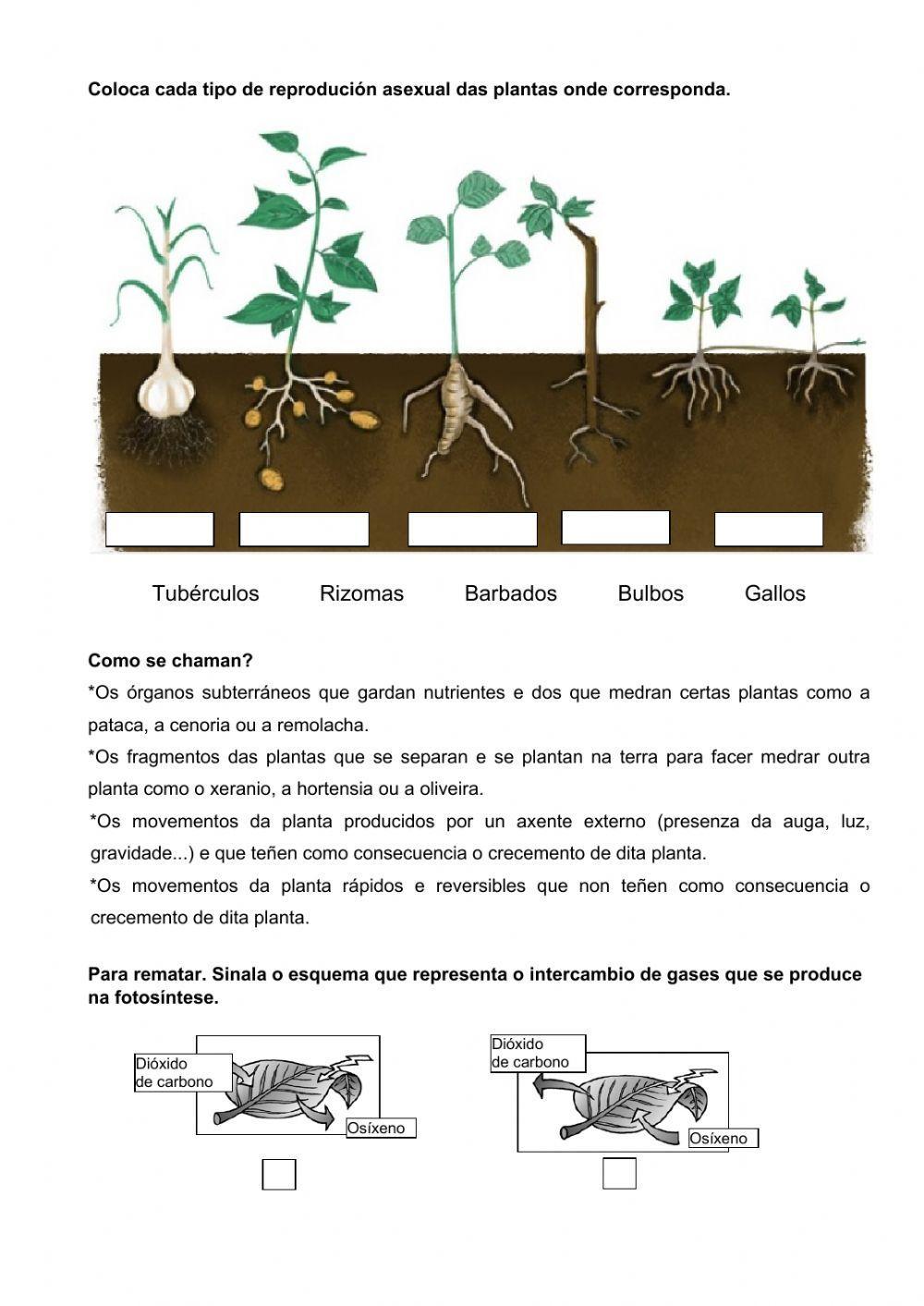 As plantas