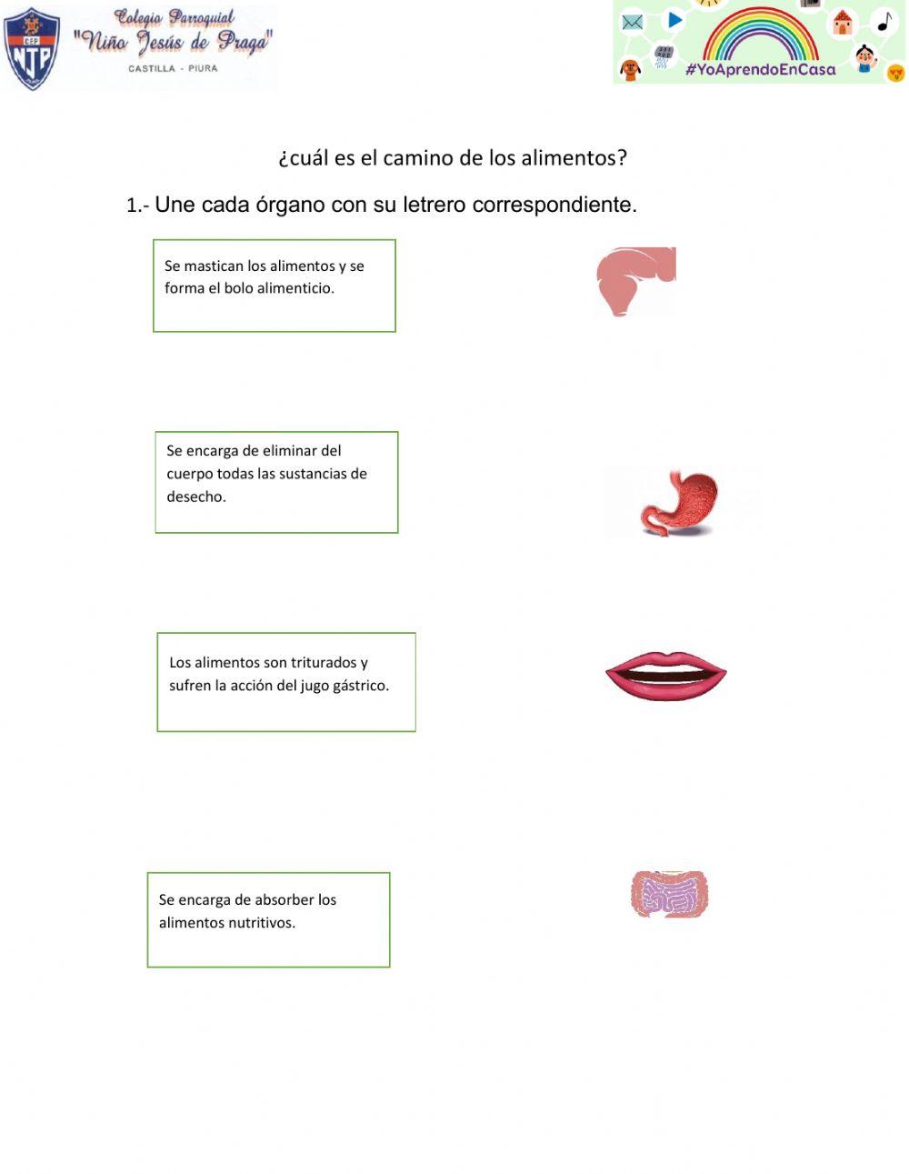 ¿Cuál es el camino de los alimentos?