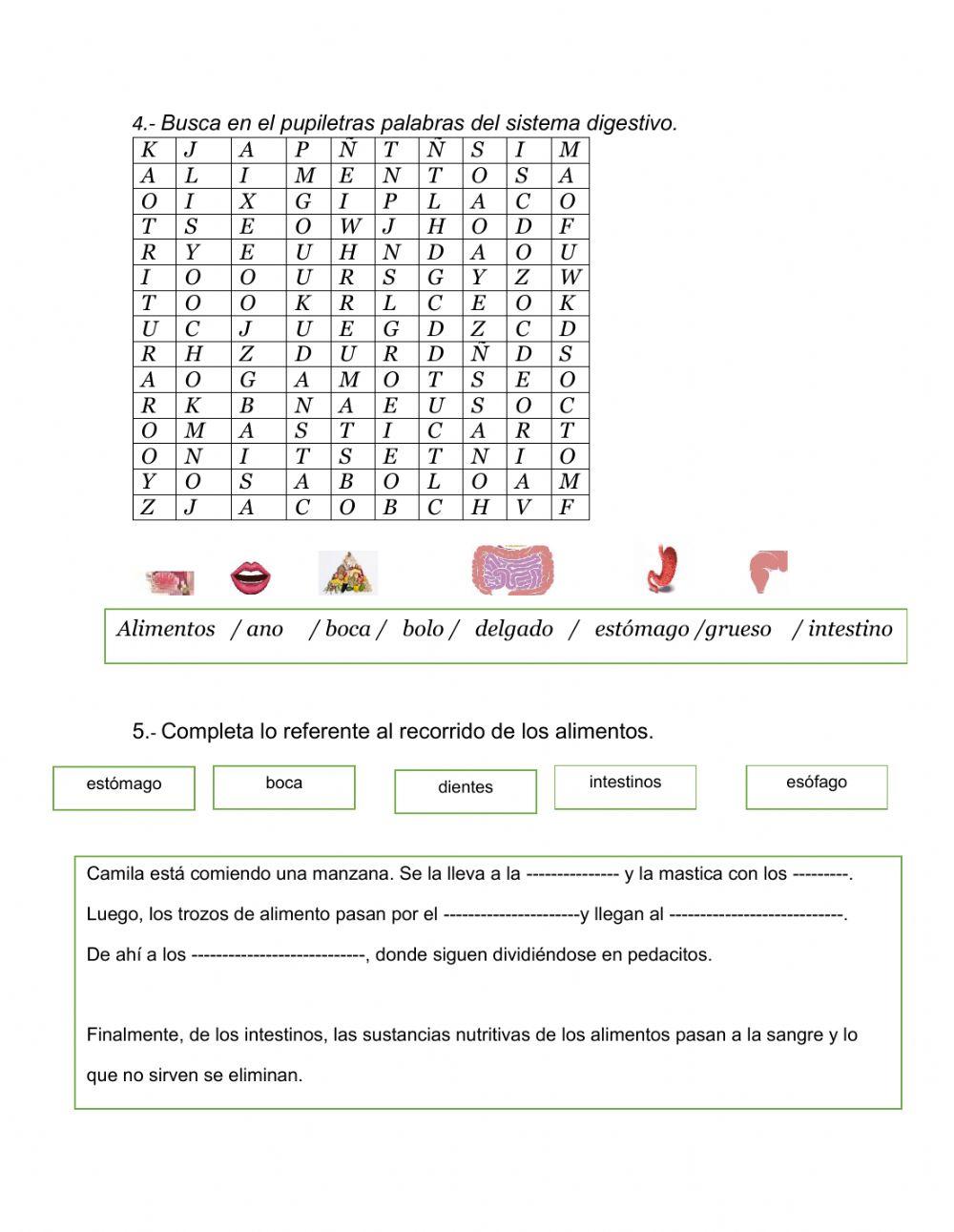 ¿Cuál es el camino de los alimentos?