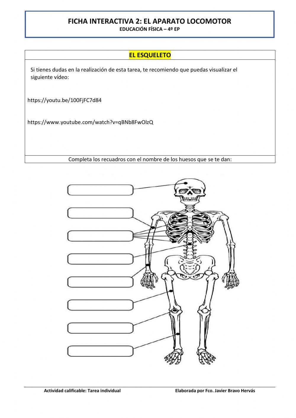 El aparato locomotor: el esqueleto