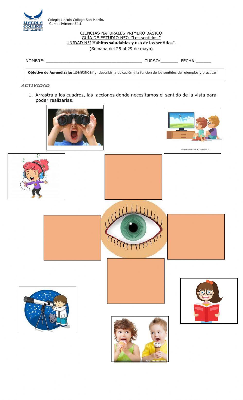 Guia Sentido de la vista. Primero básico.