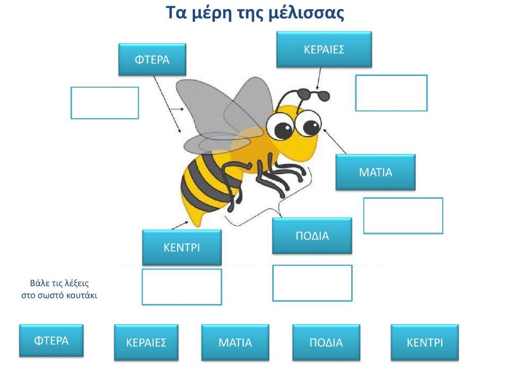 Τα μέρη της μέλισσας