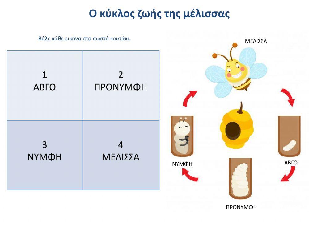 Ο κύκλος ζωής της μέλισσας