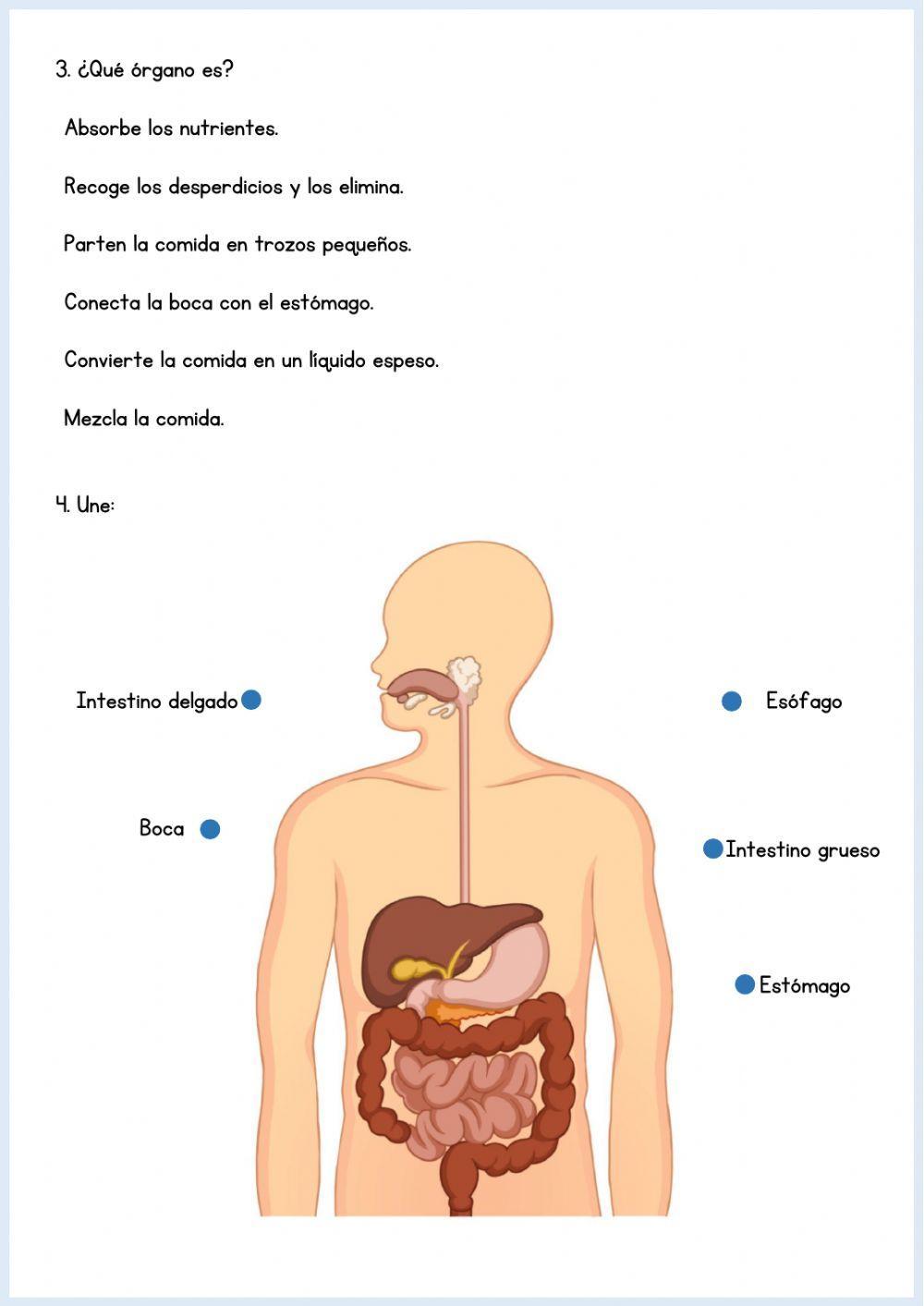 Aparato digestivo Aparato digestivo