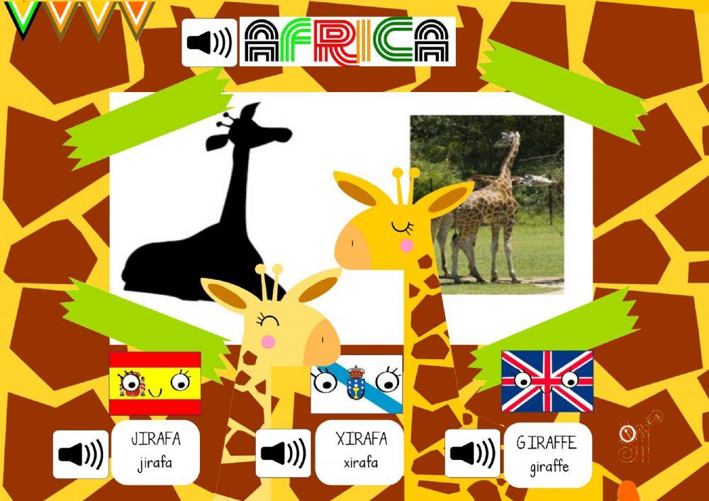 Giraffe xirafa jirafa