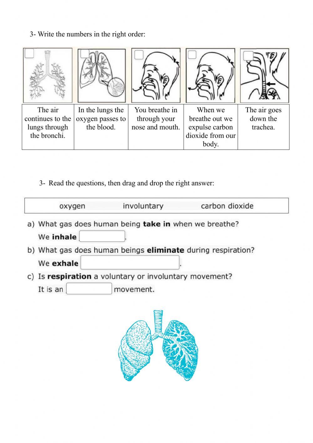 Circulatory and respiratory systems