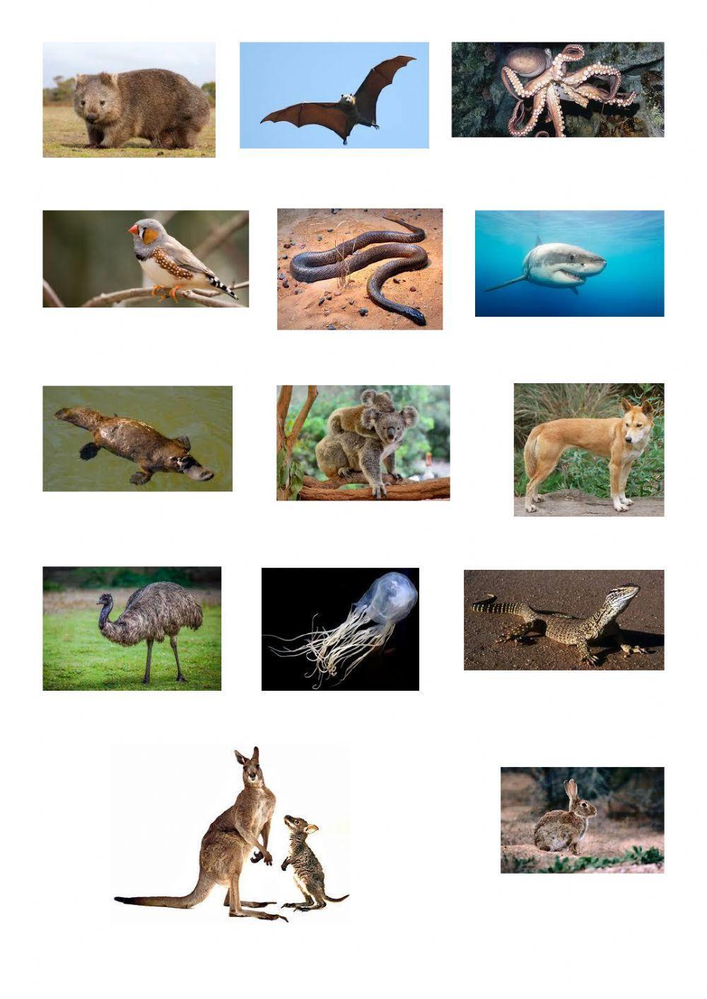 Australia, the land down under