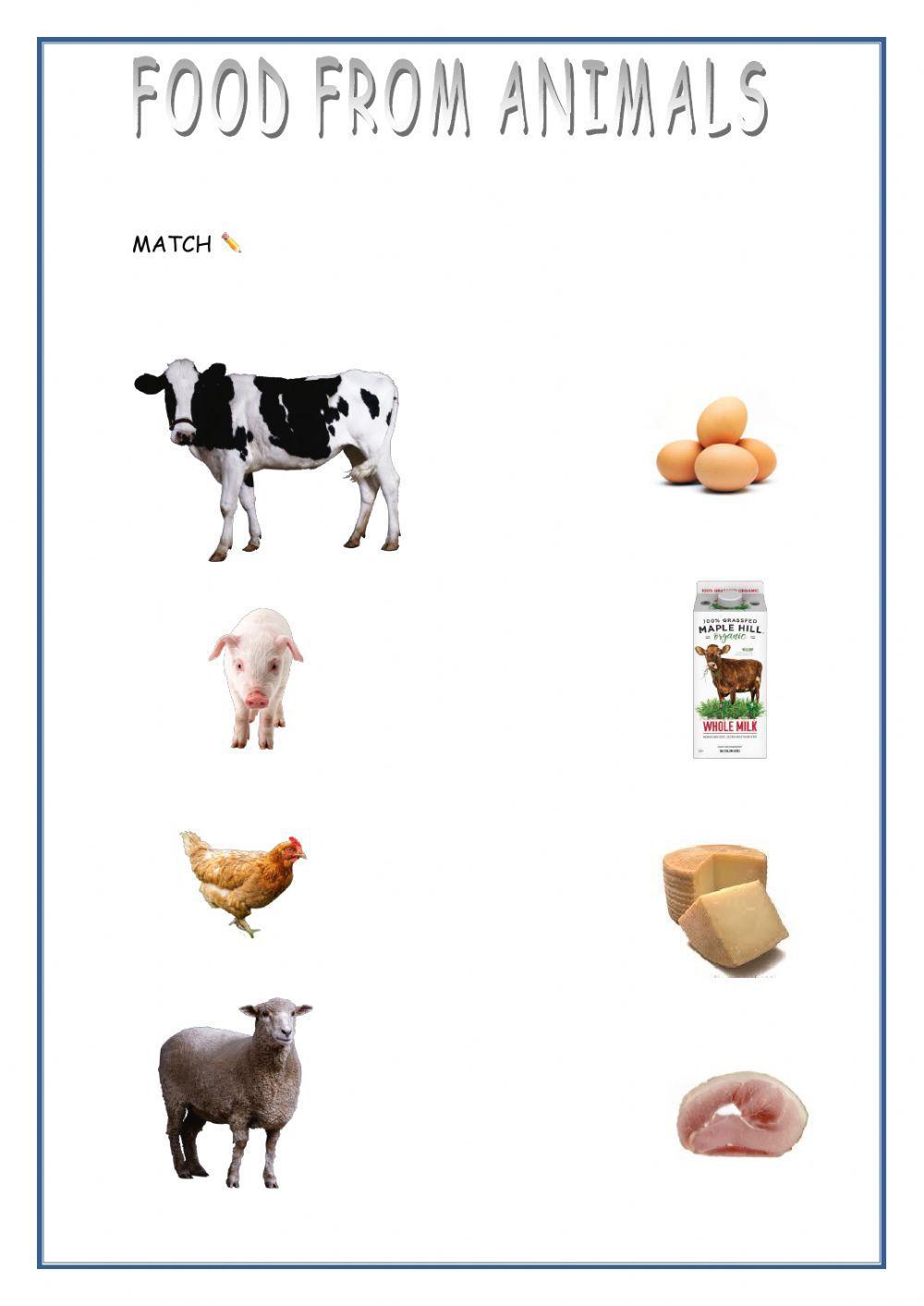 Food from animals interactive worksheet | Live Worksheets