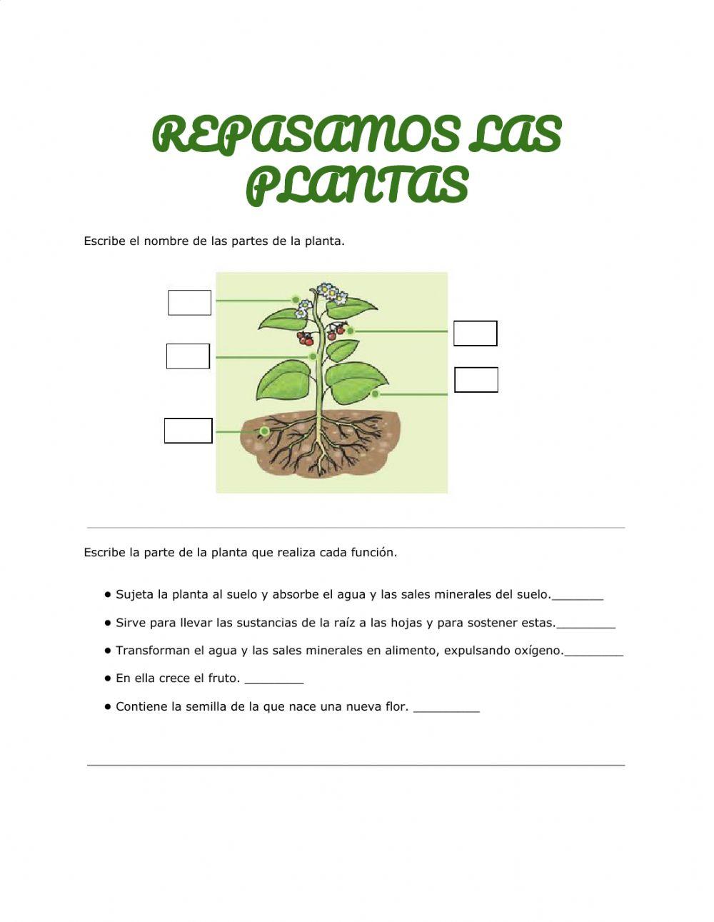 Repasamos las plantas