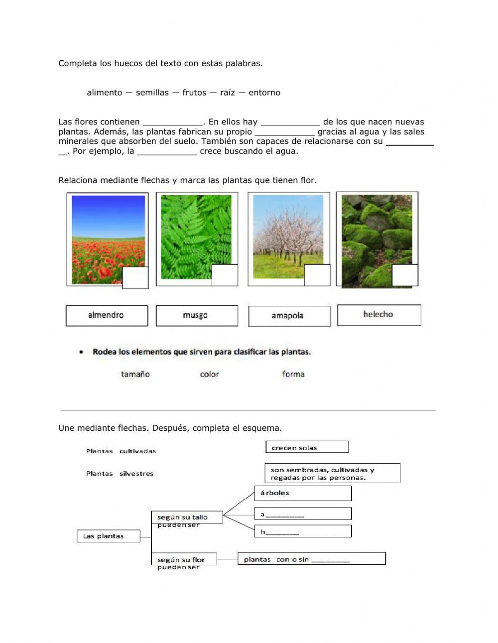 Repasamos las plantas