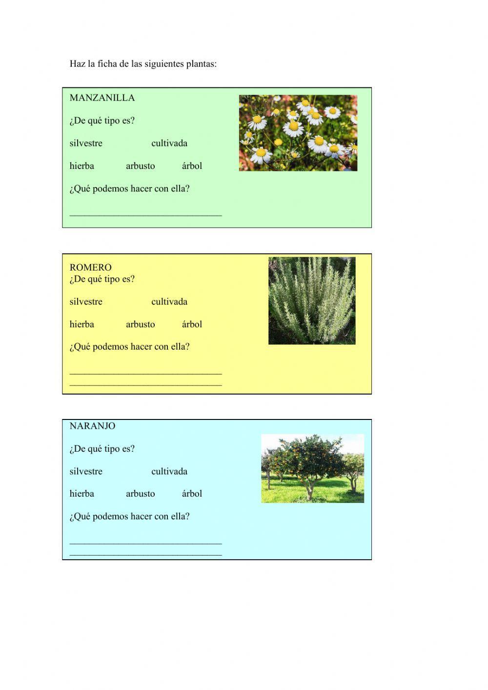 Elabora una ficha de plantas