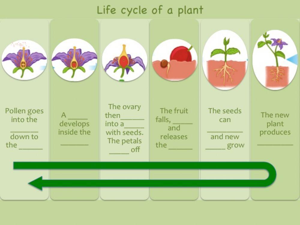 Unit 4 Life Cycle of an Angiosperm Complete