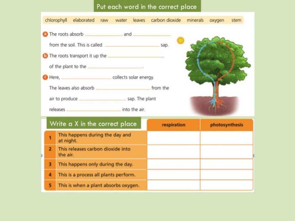 Unit 4 Activity 5 Nutrition and Respiration