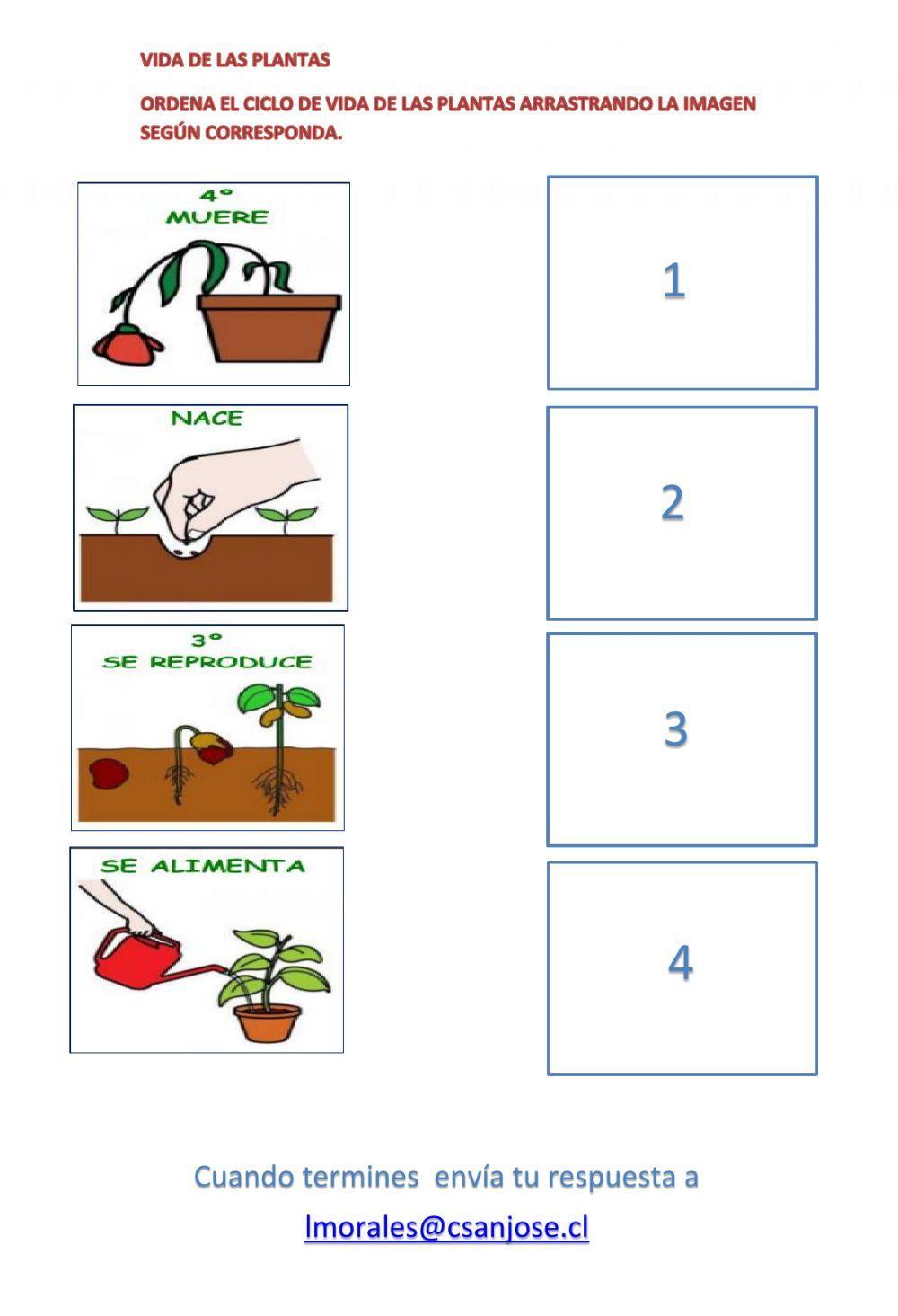 Ciclo de vida de la planta