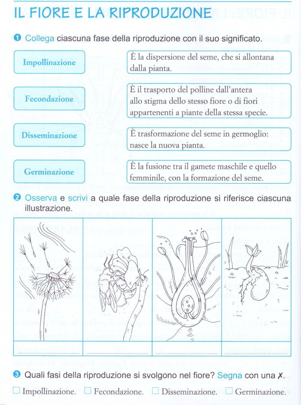 Il fiore e la riproduzione