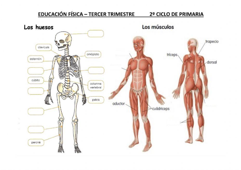 Educación física 2º Ciclo