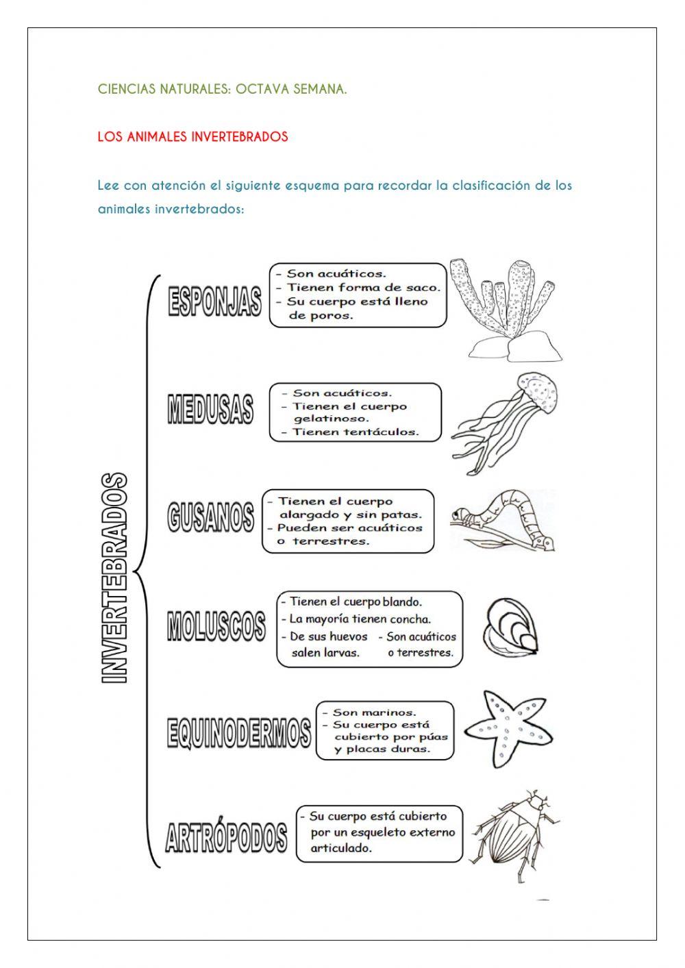 Animales invertebrados