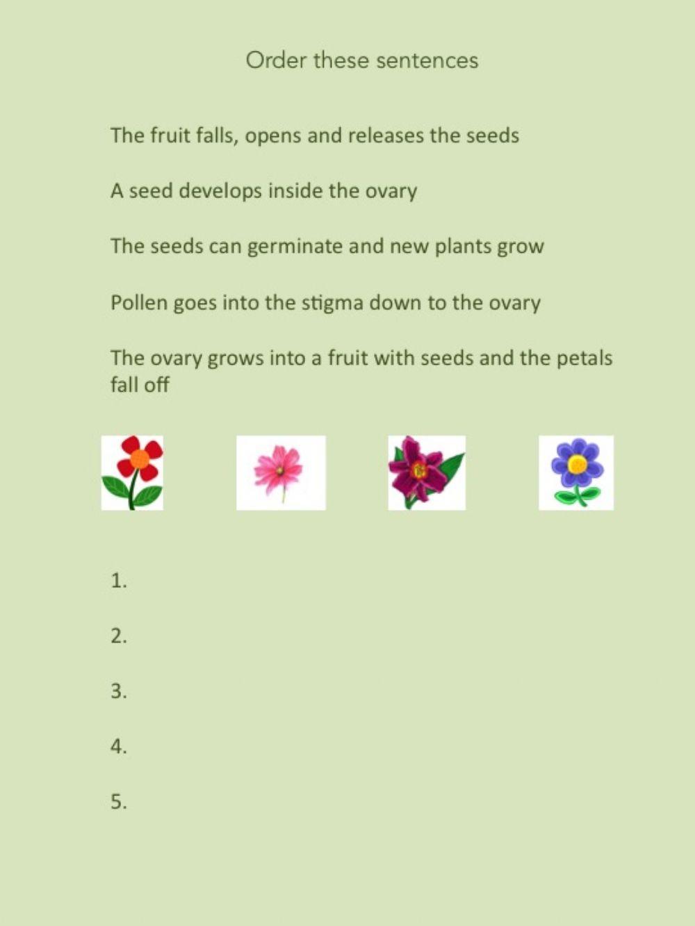Unit 4 Life Cycle of an Angiosperm Activity