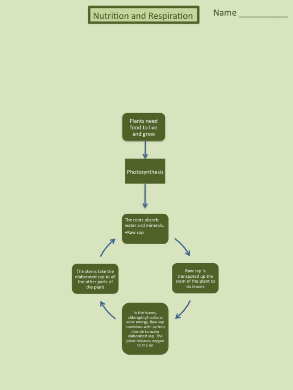 Unit 4 Nutrition and Repiration Scheme